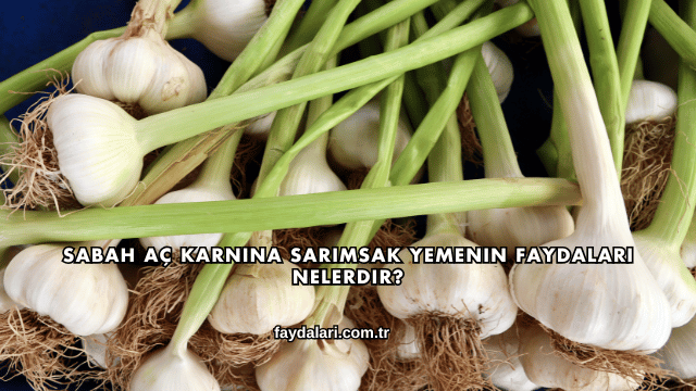 Sabah Aç Karnına Sarımsak Yemenin Faydaları Nelerdir?