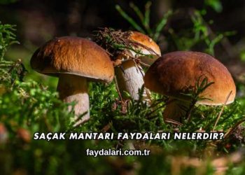 Saçak Mantarı Faydaları Nelerdir?