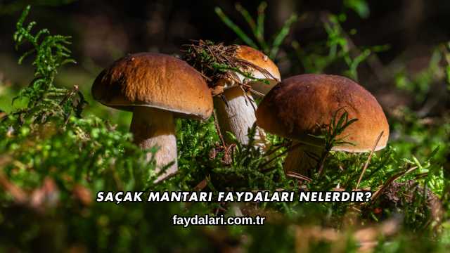Saçak Mantarı Faydaları Nelerdir?