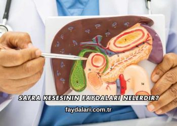 Safra Kesesinin Faydaları Nelerdir?