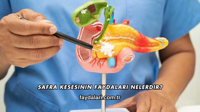 Safra Kesesinin Faydaları Nelerdir?