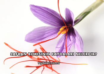 Safran Bitkisinin Faydaları Nelerdir?