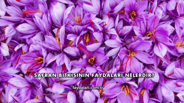 Safran Bitkisinin Faydaları Nelerdir?