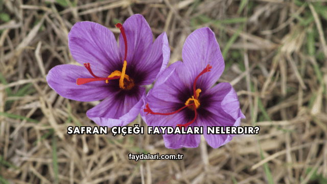 Safran Çiçeği Faydaları Nelerdir?