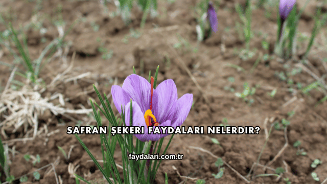 Safran Şekeri Faydaları Nelerdir?