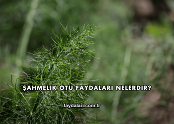 Şahmelik Otu Faydaları Nelerdir?