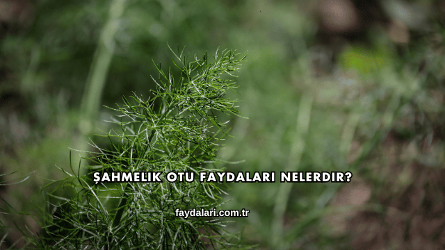 Şahmelik Otu Faydaları Nelerdir?