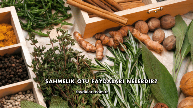 Şahmelik Otu Faydaları Nelerdir?