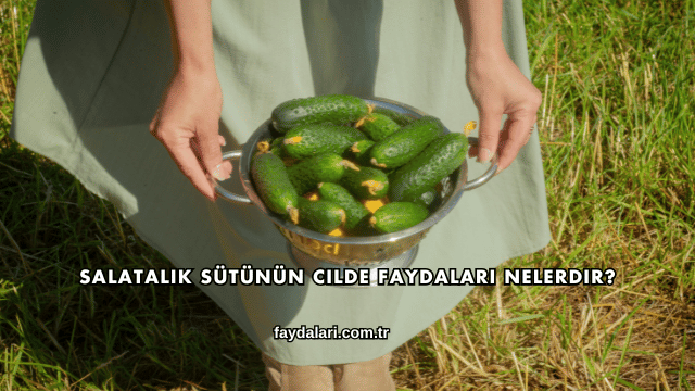 Salatalık Sütünün Cilde Faydaları Nelerdir?