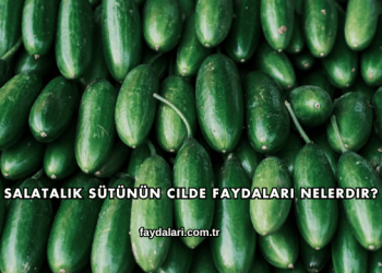 Salatalık Sütünün Cilde Faydaları Nelerdir?