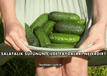 Salatalık Sütünün Cilde Faydaları Nelerdir?