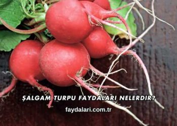 Şalgam Turpu Faydaları Nelerdir?