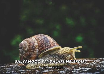 Salyangoz Faydaları Nelerdir?