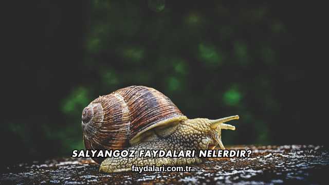 Salyangoz Faydaları Nelerdir?