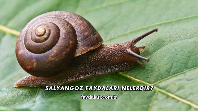 Salyangoz Faydaları Nelerdir?
