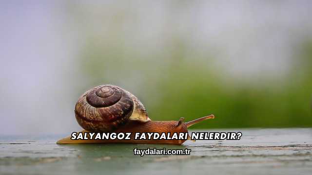 Salyangoz Faydaları Nelerdir?