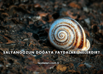 Salyangozun Doğaya Faydaları Nelerdir?