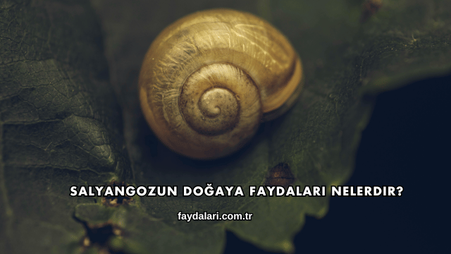 Salyangozun Doğaya Faydaları Nelerdir?