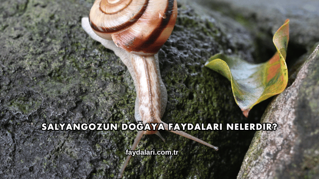 Salyangozun Doğaya Faydaları Nelerdir?