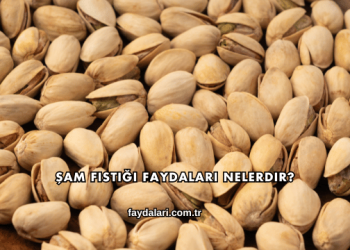 Şam Fıstığı Faydaları Nelerdir?