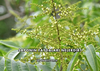 Saponin Faydaları Nelerdir?