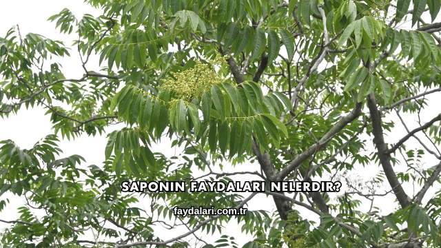 Saponin Faydaları Nelerdir?