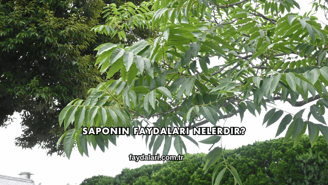 Saponin Faydaları Nelerdir?