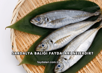 Sardalya Balığı Faydaları Nelerdir?