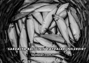 Sardalya Balığının Faydaları Nelerdir?