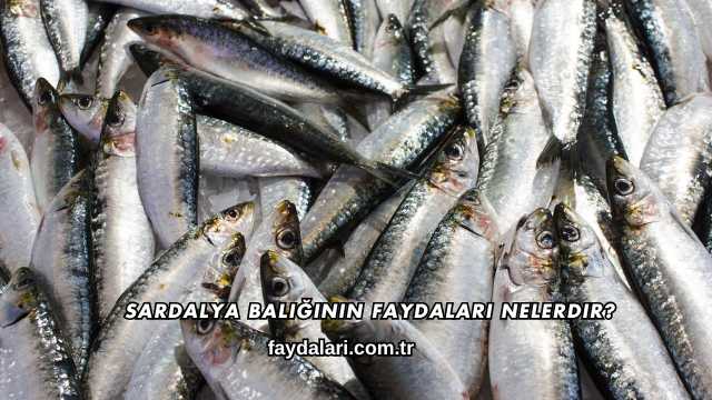 Sardalya Balığının Faydaları Nelerdir?