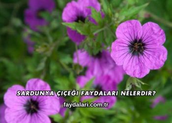 Sardunya Çiçeği Faydaları Nelerdir?