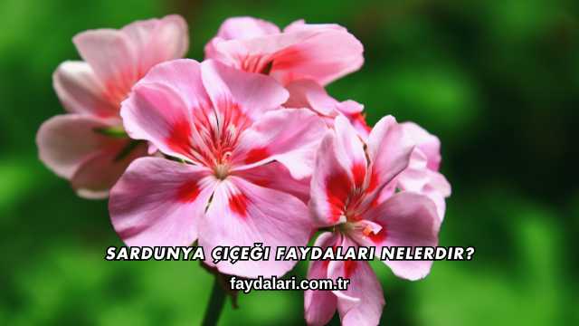 Sardunya Çiçeği Faydaları Nelerdir?