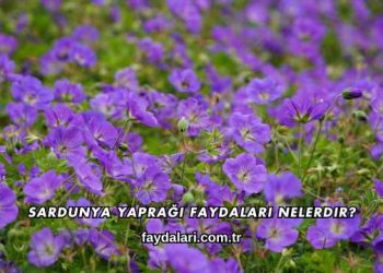 Sardunya Yaprağı Faydaları Nelerdir?