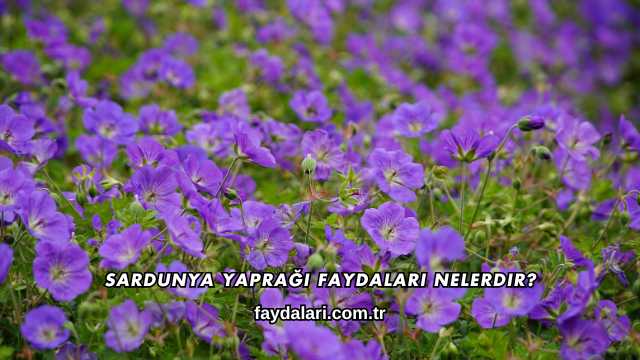 Sardunya Yaprağı Faydaları Nelerdir?