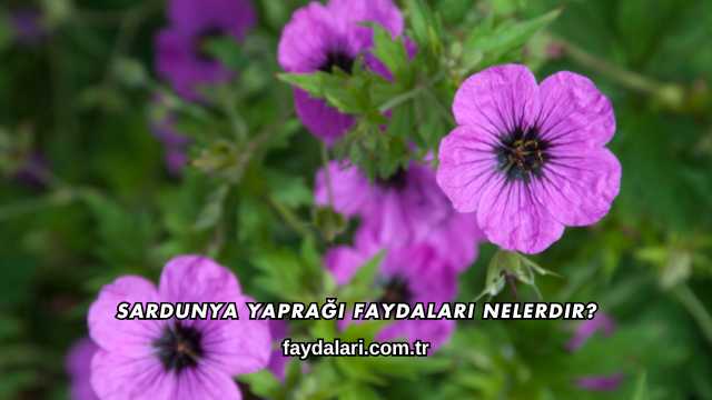 Sardunya Yaprağı Faydaları Nelerdir?