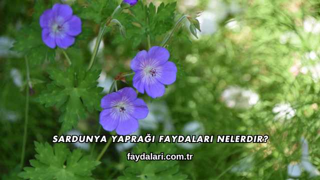 Sardunya Yaprağı Faydaları Nelerdir?