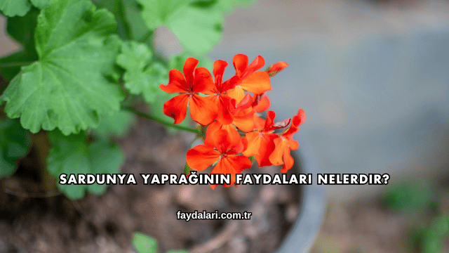 Sardunya Yaprağının Faydaları Nelerdir?