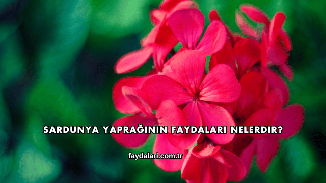 Sardunya Yaprağının Faydaları Nelerdir?