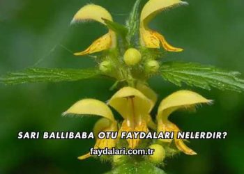 Sarı Ballıbaba Otu Faydaları Nelerdir
