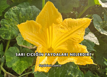 Sarı Çiçeğin Faydaları Nelerdir?