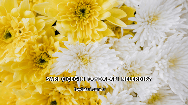 Sarı Çiçeğin Faydaları Nelerdir?