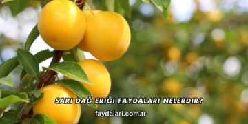 Sarı Dağ Eriği Faydaları Nelerdir?