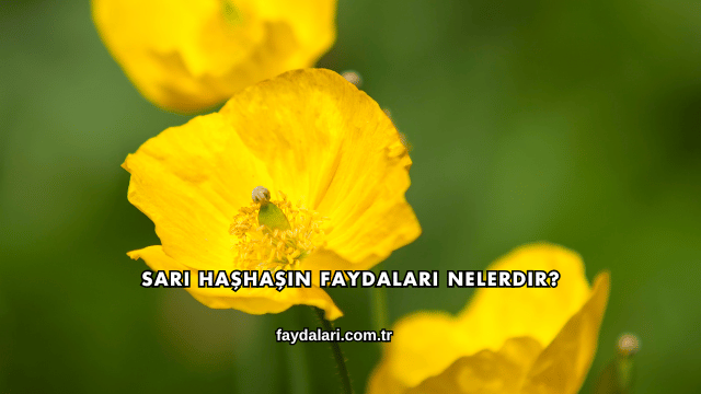 Sarı Haşhaşın Faydaları Nelerdir?