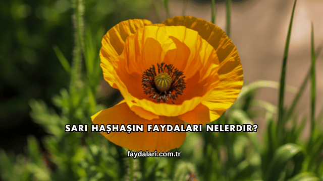 Sarı Haşhaşın Faydaları Nelerdir?