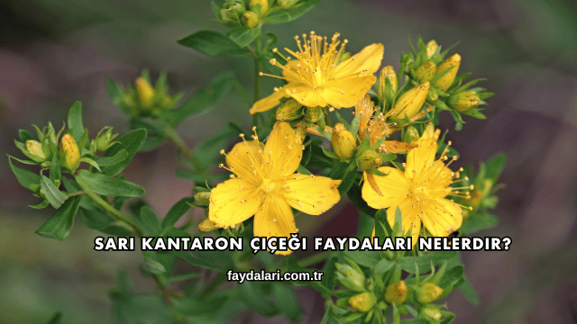 Sarı Kantaron Çiçeği Faydaları Nelerdir?