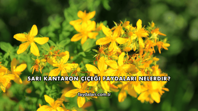 Sarı Kantaron Çiçeği Faydaları Nelerdir?