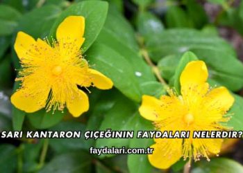 Sarı Kantaron Çiçeğinin Faydaları Nelerdir?