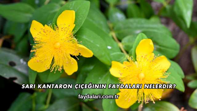 Sarı Kantaron Çiçeğinin Faydaları Nelerdir?