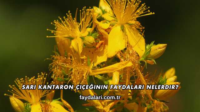 Sarı Kantaron Çiçeğinin Faydaları Nelerdir?