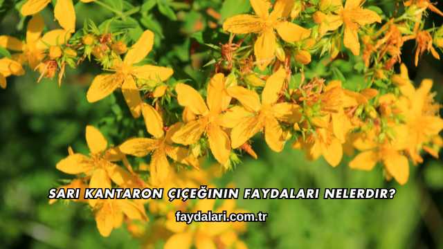 Sarı Kantaron Çiçeğinin Faydaları Nelerdir?